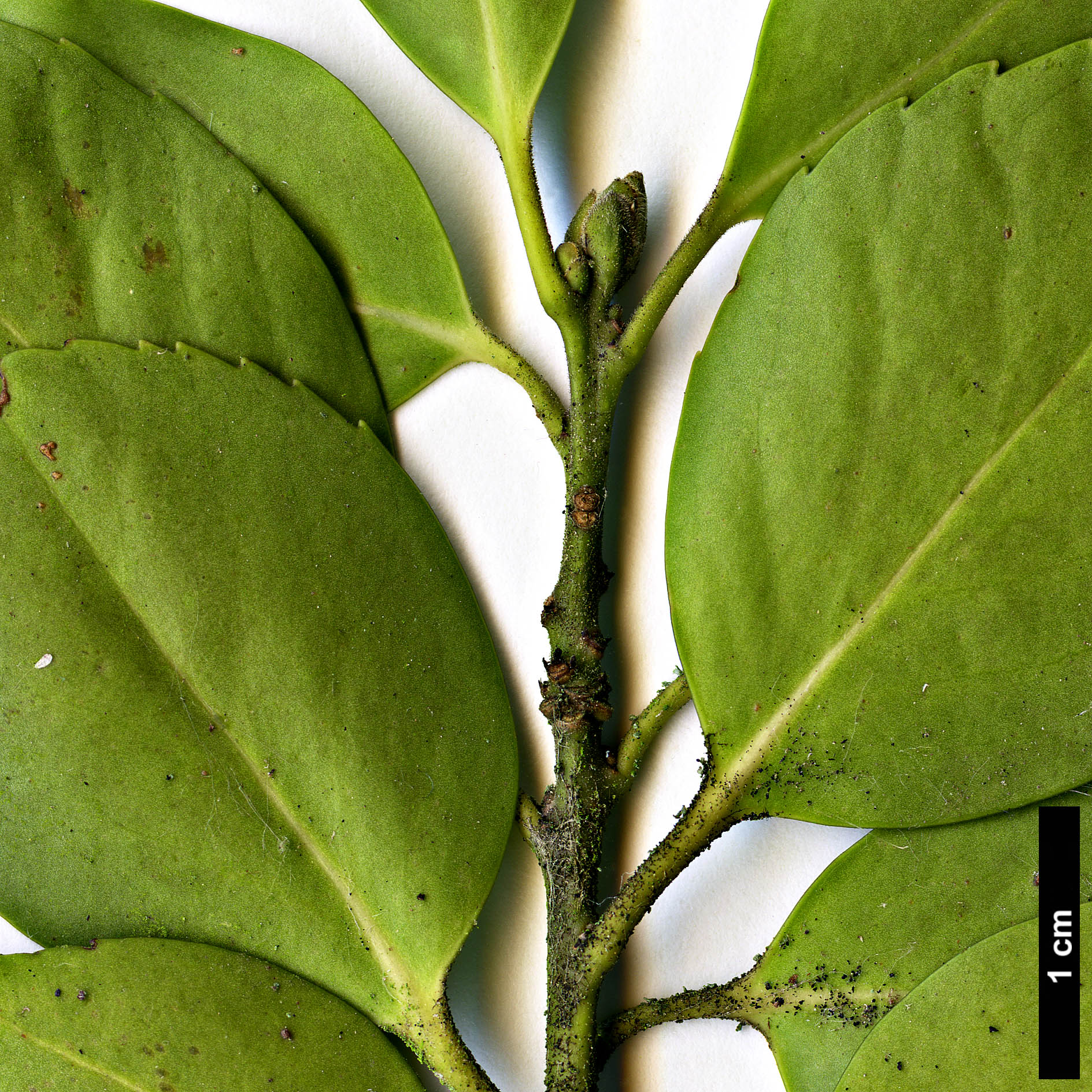 High resolution image: Family: Aquifoliaceae - Genus: Ilex - Taxon: sugerokii - SpeciesSub: subsp. longipedunculata